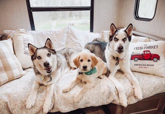 Luna, Lucas, Leo right after a good grooming