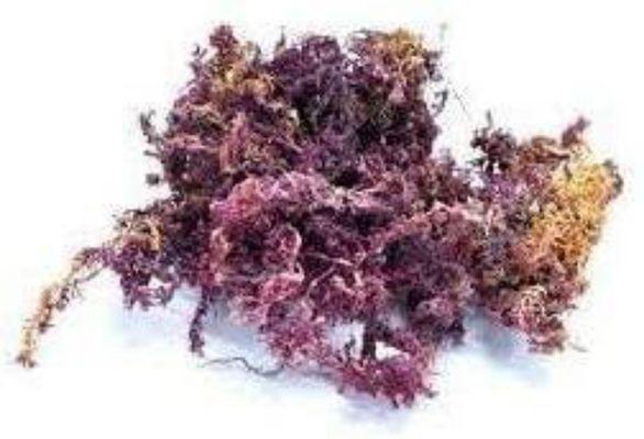 Purple Sea Moss