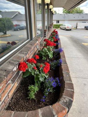 beautiful geraniums