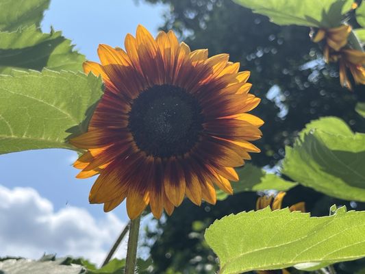 Peak sunflowers around the pool/splash pad.