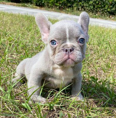 lilac and tan frenchie boy fluffy carrier