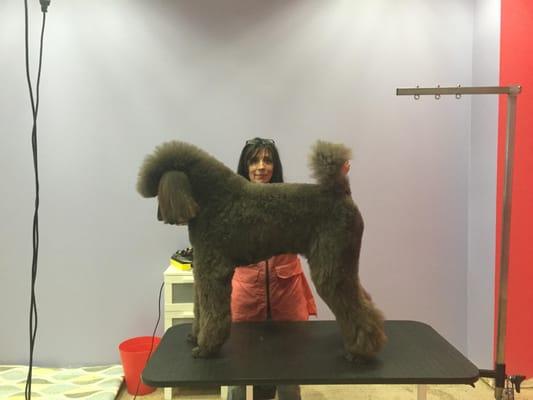 CoCo came in for a grooming today!