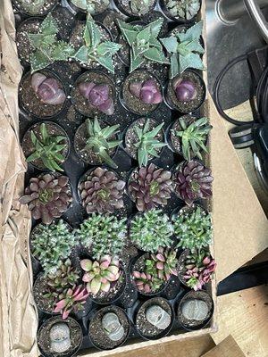 Succulent selection