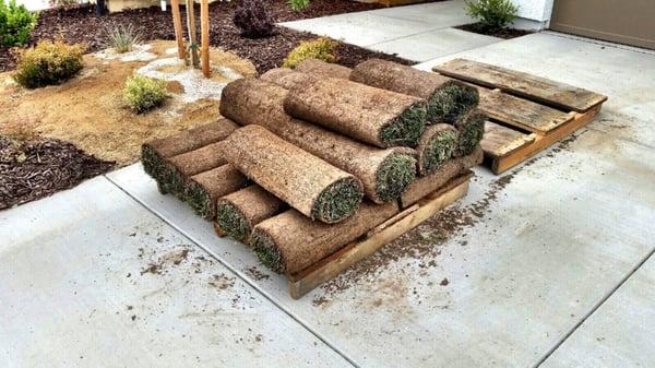 Our Extra Sod. Whoops!