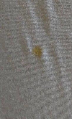 Mysterious crusty looking substance on the bed sheets.