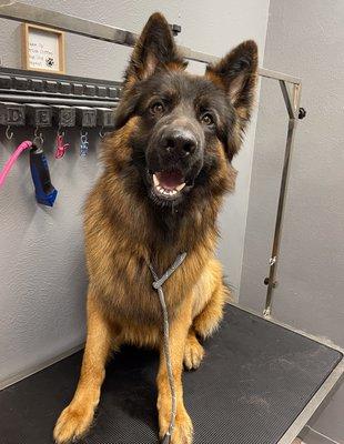 Another satisfied pup, bath and brushed.