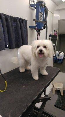 Rondo has an excellent owner who actually brushed his coat  they are rewarded with a fluffy haircut