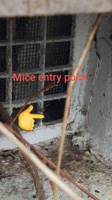 A good Inspection will help to identify rodent entry points.