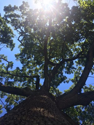 Pruning a large oak