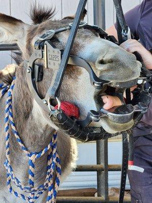 My donkey, Detour, getting his teeth done. I learned babies need tooth care every 6 mos till 4 years old. I love being an informed "parent"!