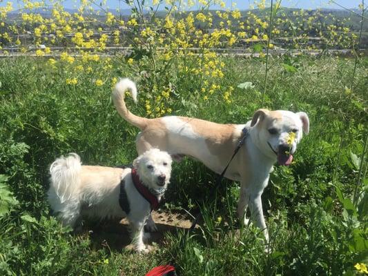 Sunny and McKinley enjoying their trail runs with Rommy!