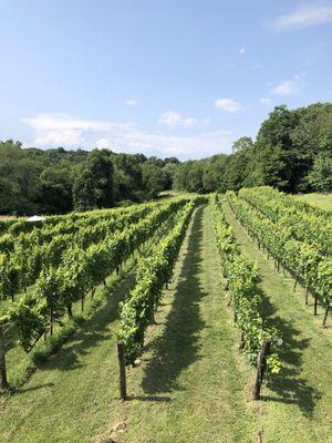 Summer grapes  along the CT River! Worth the trip!