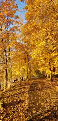 So yellow. Fall foliage. Just before sunset. (11/8/2020)