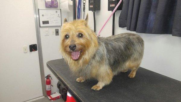 After photo of Pearl.  Australian terrier, retired champion show dog  one happy girl!