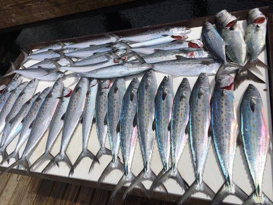 Spanish Mackerel, casting to with light tackle and good eating!