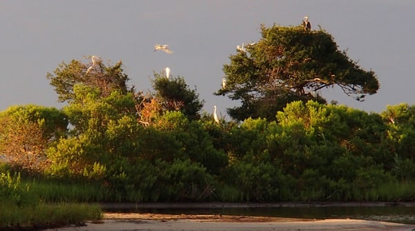 Sunset / Rookery Tour!