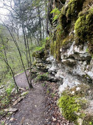 Moss covered trail to the top of the waterfall; absolutely gorgeous!