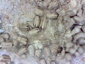 Call Hydrex Termite & Pest Control of Simi Valley to stop subterranean termites, get termite control before it's too late!