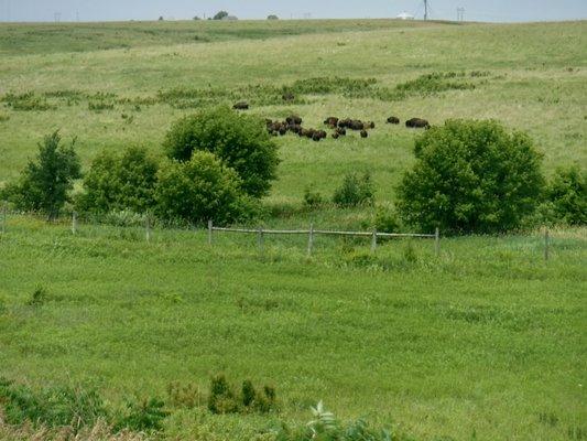 Herd of bison at the rear of the visitor center.