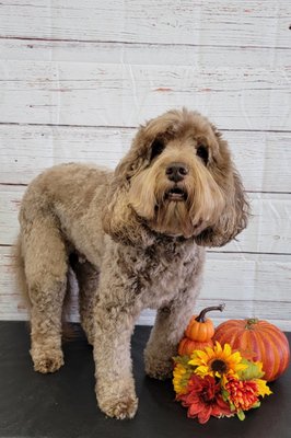 Dog Grooming job with Halloween Shoot