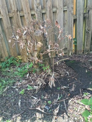 One of the hedges that was killed.