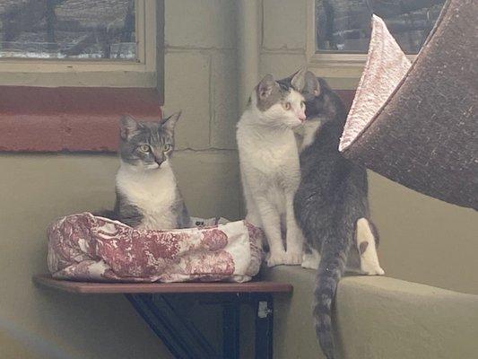 Cats enjoying the new catio