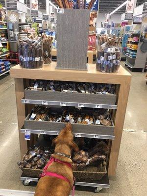 Rosie sampling some treats. Like a kid in a candy store!