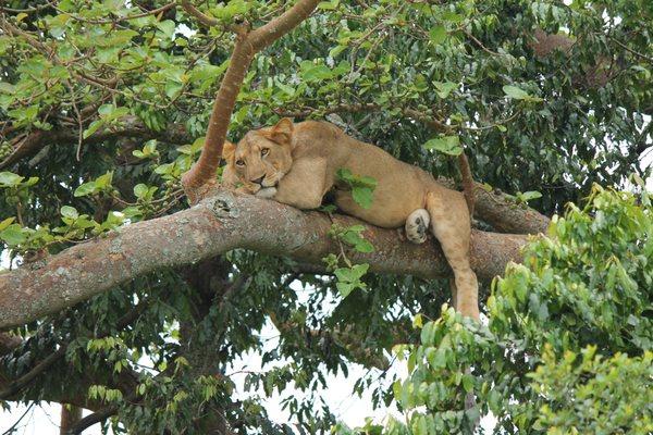 Tree climbing lions