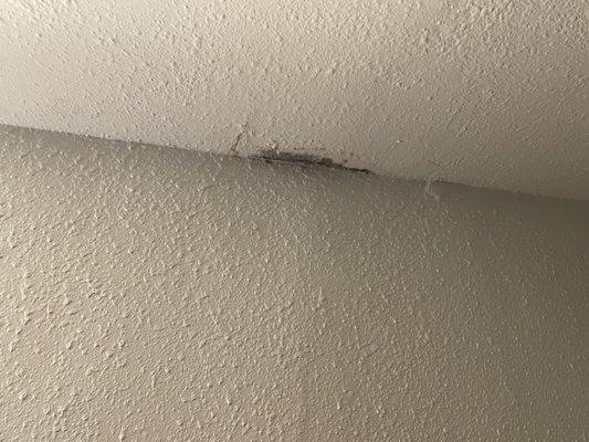 Black Mold in Team Management Apartments