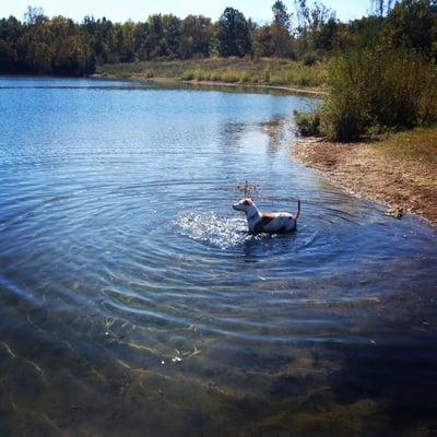 Pup playin in the water!