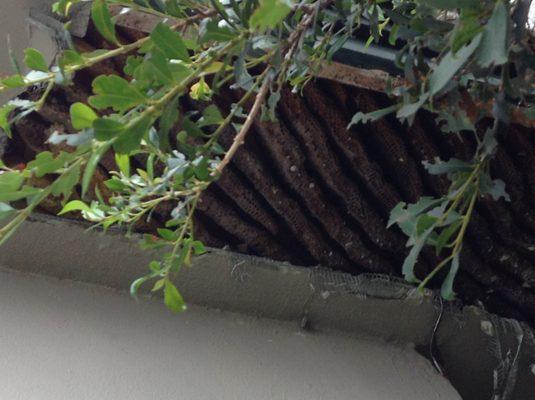 Honeycomb found in roof.