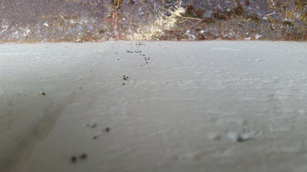 Odorous house ants carrying bait up a wall.