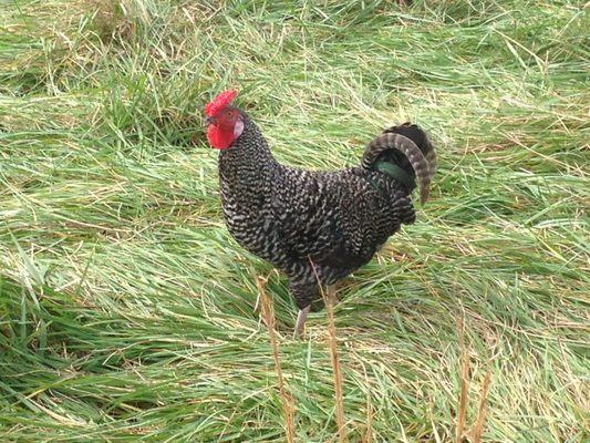 Rooster from our flock of chickens