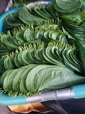 Betel leaf - ready for boxing