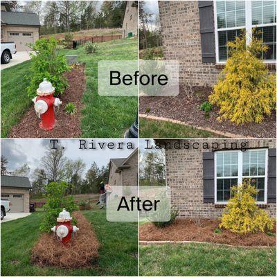 Pine needle before and after photos