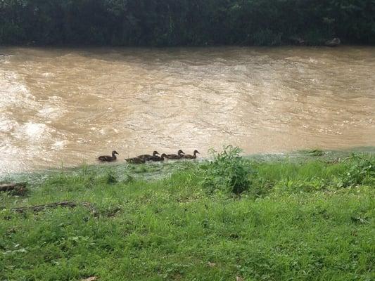 Family of ducks.