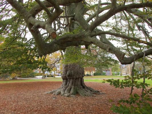 Really weird tree