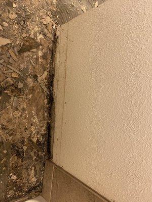 Weak subflooring and mildew along bathroom floor and wall from water damage.