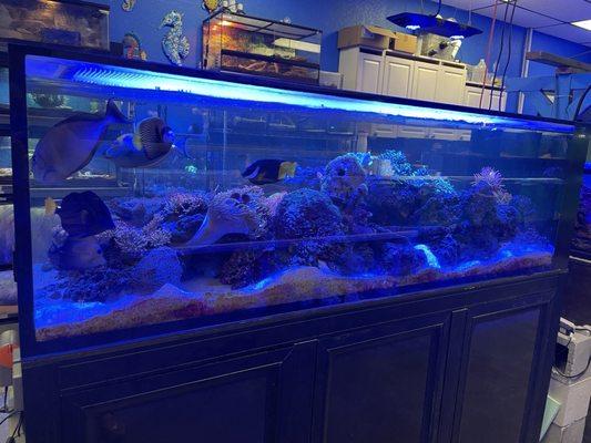 Salt water tank