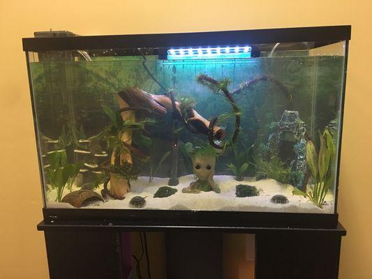 Our new aquarium !