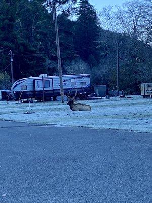 Wild elk in the morning frost