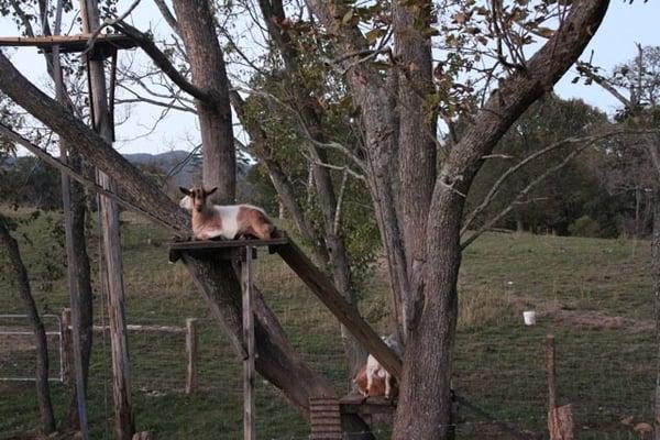 Fun little petting zoo. I didn't realize goats could do that...