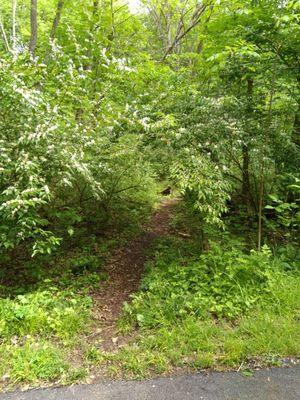 Side trail to the little waterfall.