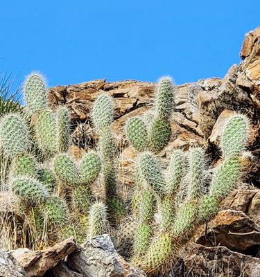 Beautiful cactus