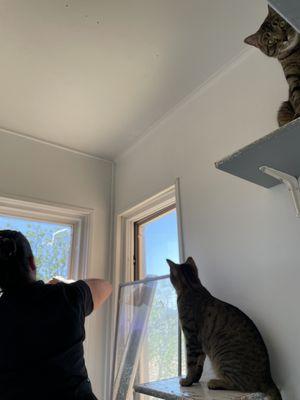 Felines & Friends shelter cats supervising Ahna applying the new window tint.