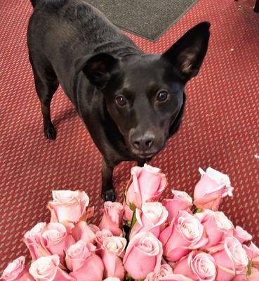 Don't forget to stop and smell the roses just like our store mascot Lucy!