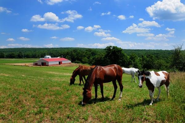 Horses in the field at Reflecting Heaven Stables