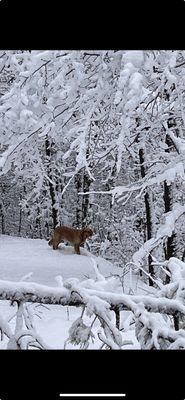 A winter wonderland at Rocky Acres