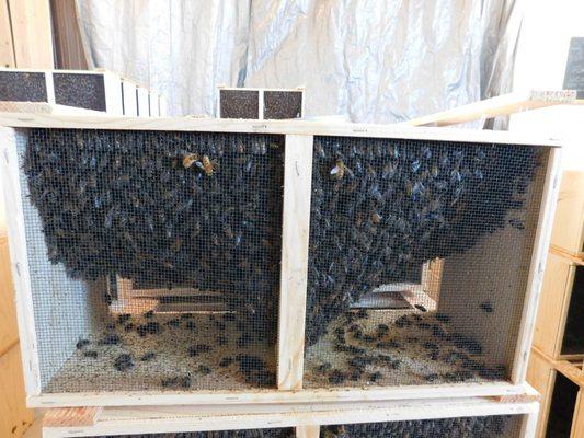 Crooked Hill Beekeeping