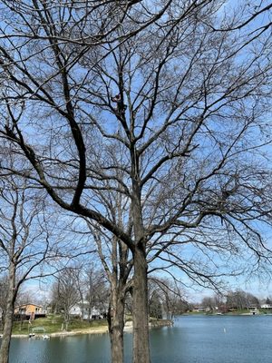 Central Illinois Tree